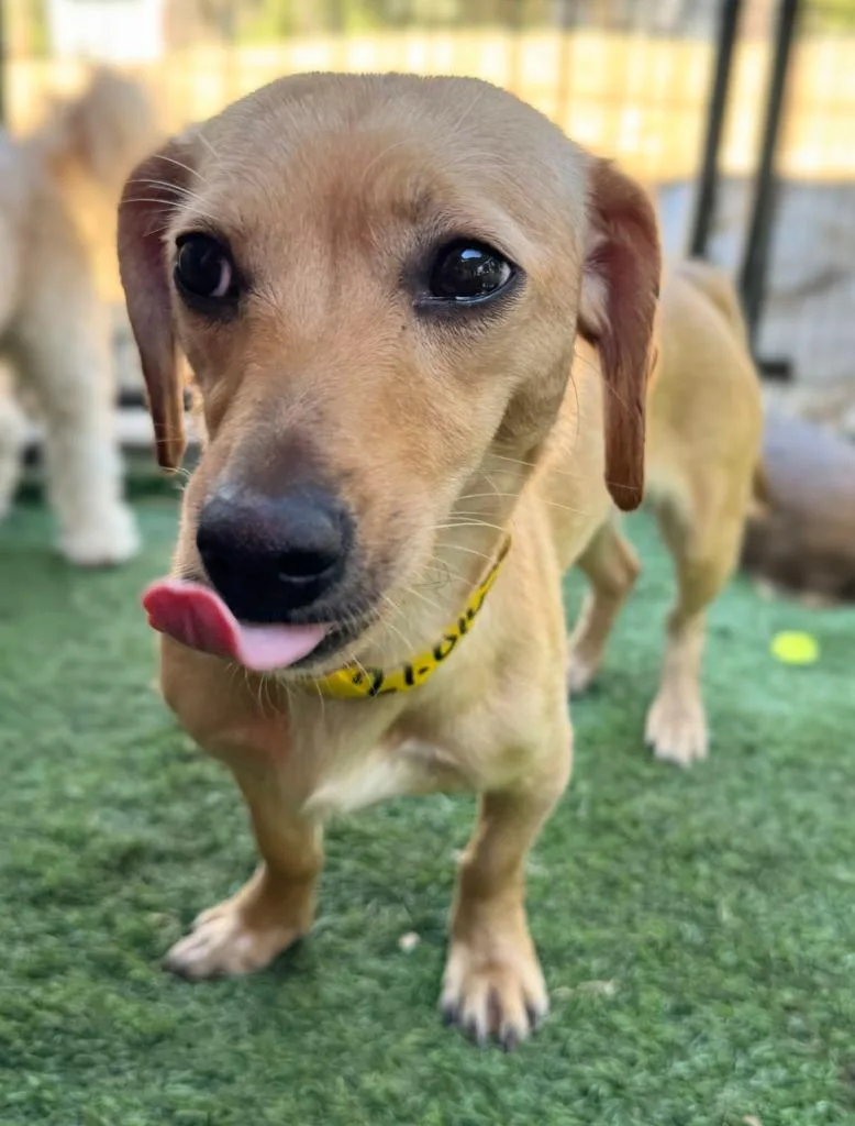 An adult small-sized female Dachshund dog named Tissot for adoption in San Diego, CA