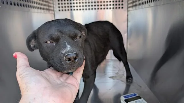 A young small-sized female Pit Bull Terrier dog named A for adoption in Phoenix, AZ