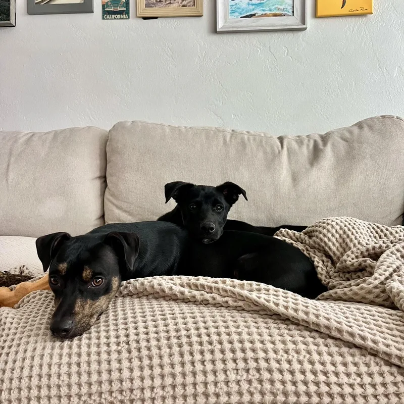 A young medium-sized male Black Australian Cattle Dog / Blue Heeler dog named Bora for adoption in San Diego, CA