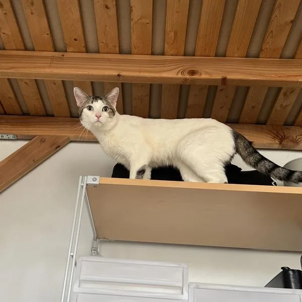 A young medium-sized male Domestic Short Hair cat named Casper for adoption in Ridgewood, NY