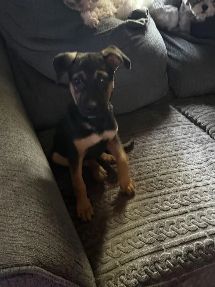 A baby small-sized male Shepherd dog named Pico for adoption in Plymouth, MI