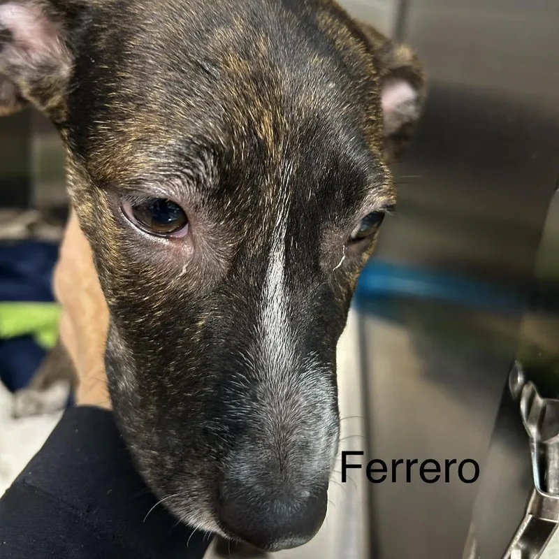Ferrero thumbnail 3