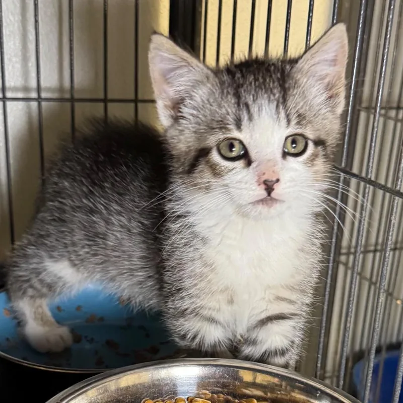 A baby medium-sized male Domestic Short Hair cat named Percy for adoption in Saginaw, MI