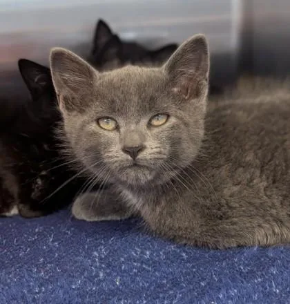 A young small-sized male Domestic Short Hair cat named Snap for adoption in Missoula, MT