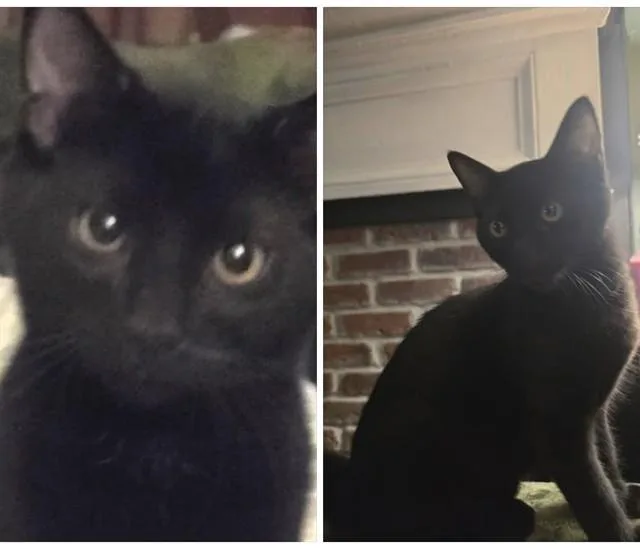 A baby small-sized male Domestic Short Hair cat named Pickle for adoption in Westminster, MD