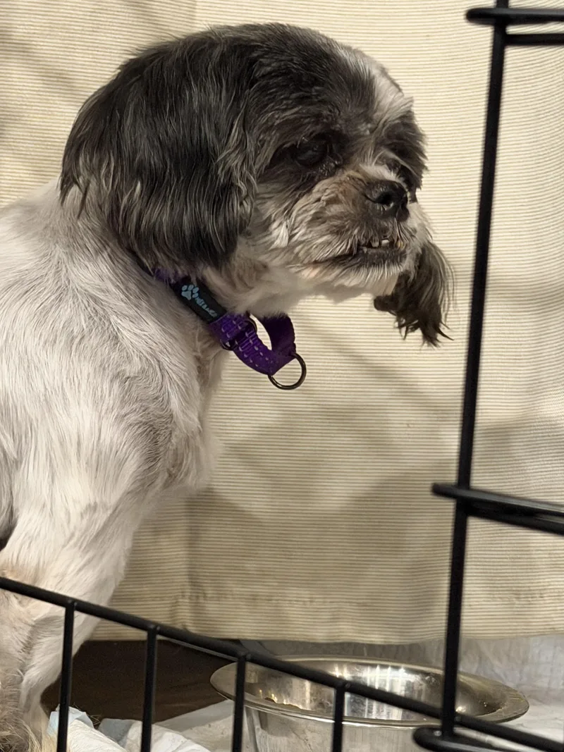 A senior small-sized female Shih Tzu dog named Pumpkin for adoption in Hindsboro, IL
