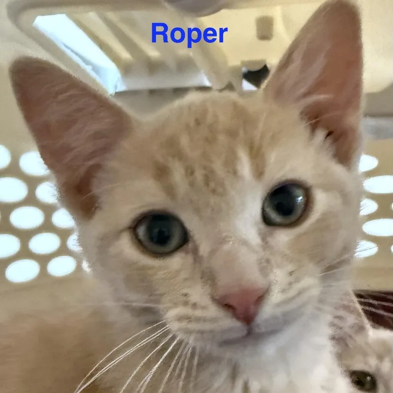 Roper