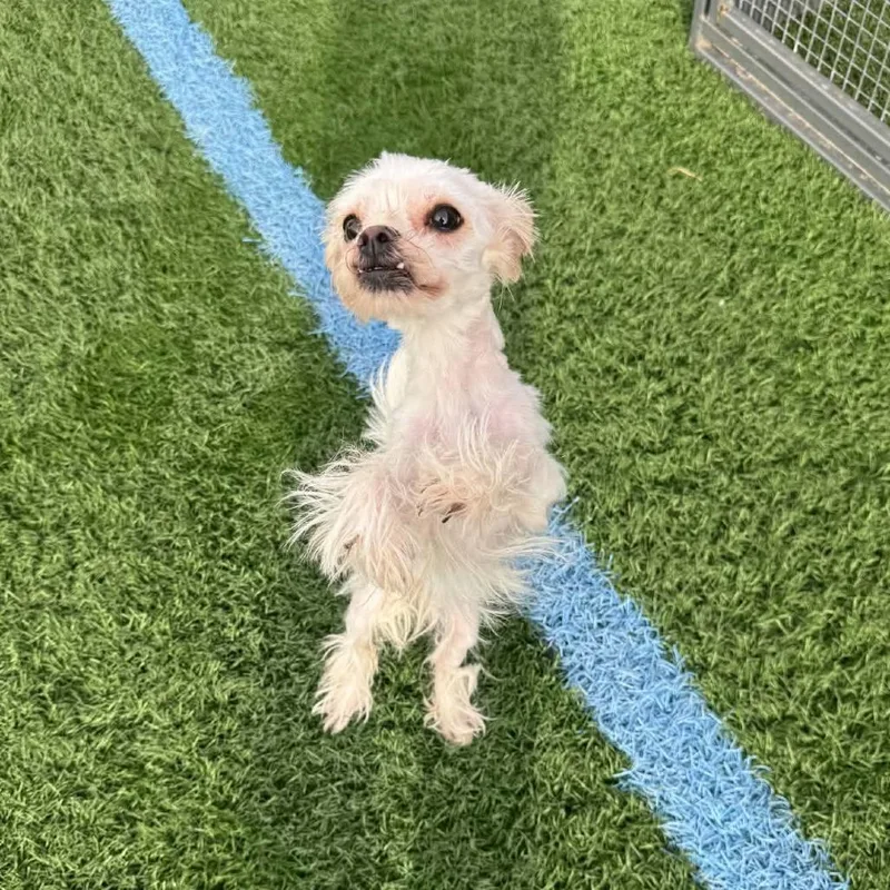 An adult small-sized female Maltese dog named Whisper D for adoption in Princeton, MN