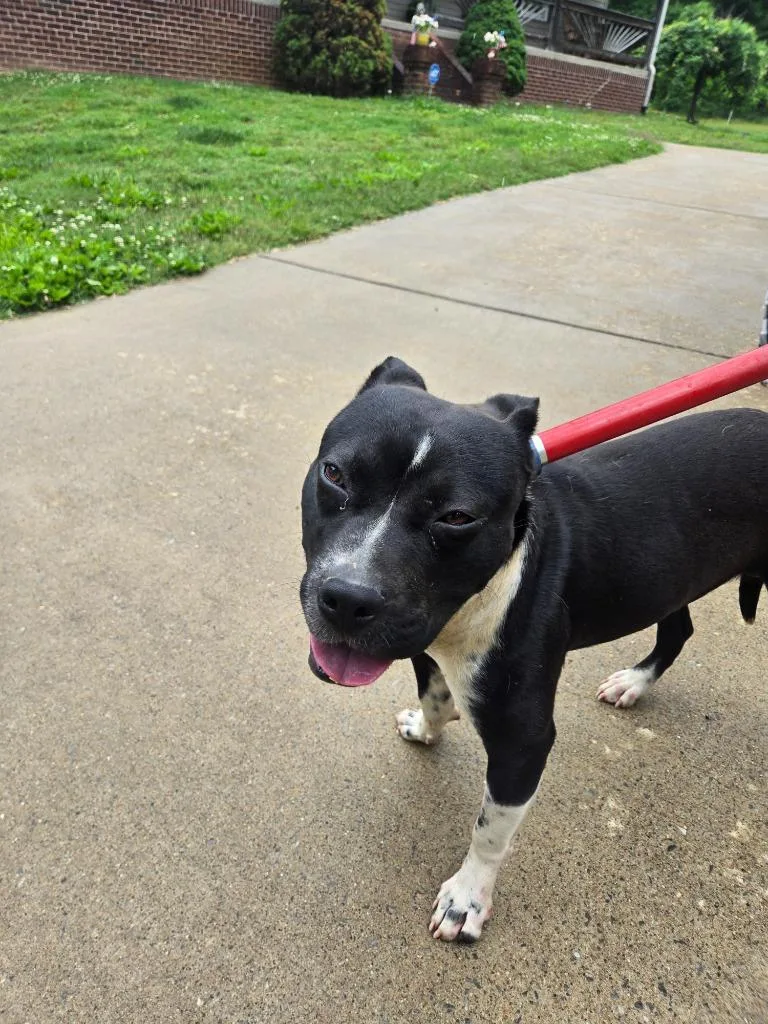 A young medium-sized male Pit Bull Terrier dog named Joseph for adoption in Gallatin, TN