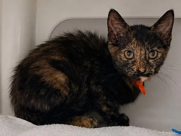 A baby small-sized female Domestic Short Hair cat named Swiper for adoption in Statesville, NC