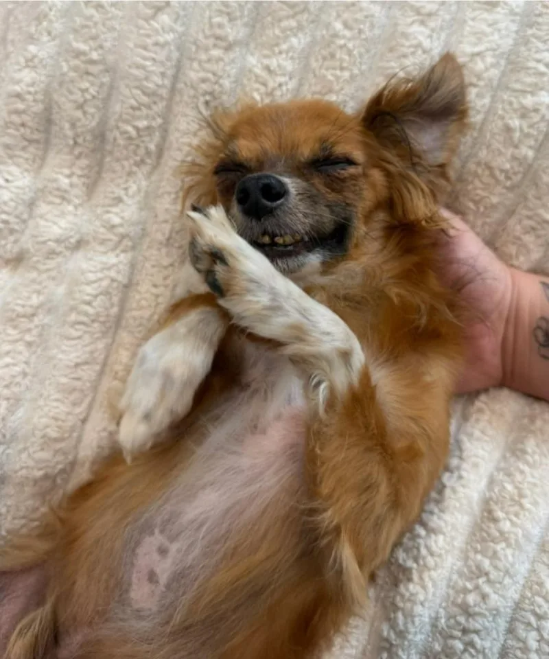 Stimpy thumbnail 3