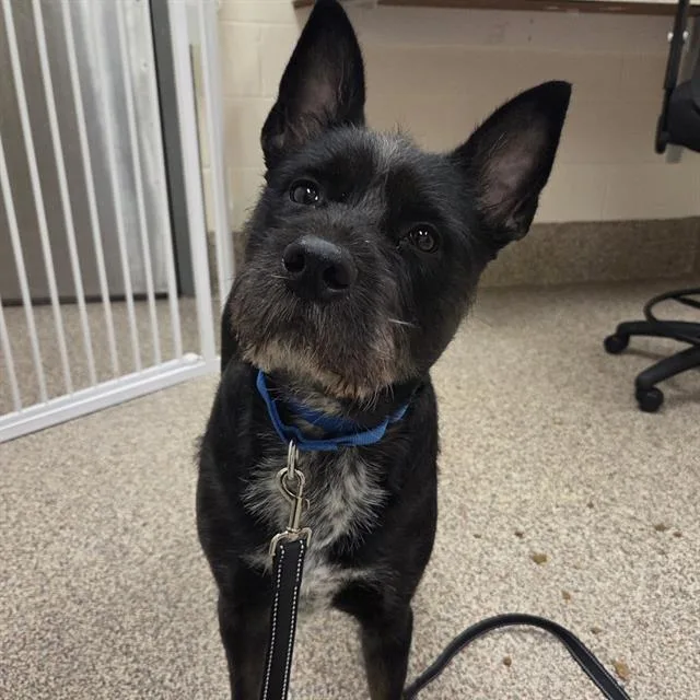 A young medium-sized female Pit Bull Terrier dog named Onyx for adoption in Methuen, MA