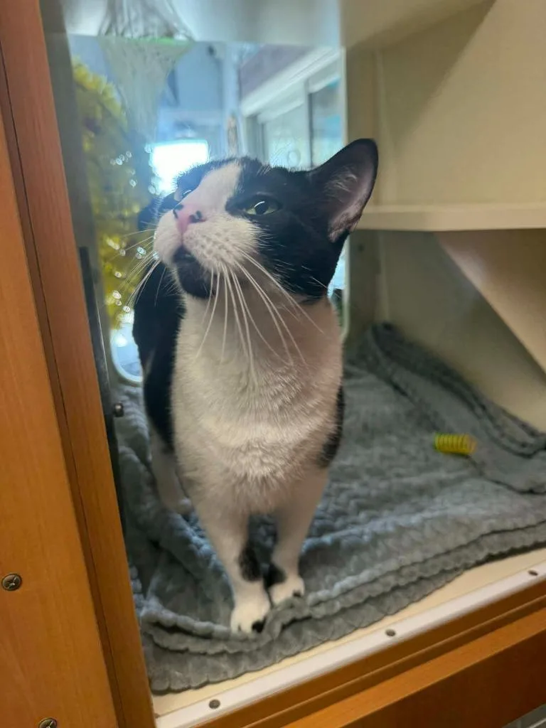 A young medium-sized female Domestic Short Hair cat named Blink for adoption in Sebastian, FL