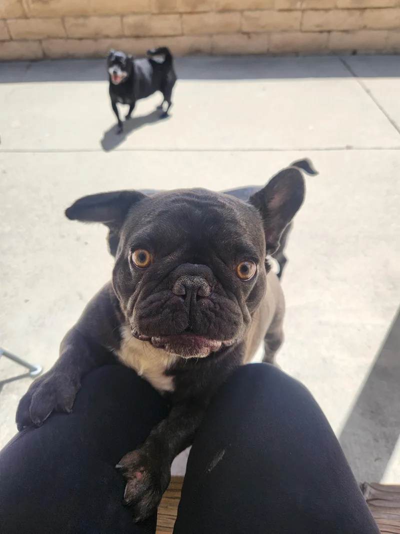 A young medium-sized male Brindle French Bulldog dog named Bruno for adoption in Buena Park, CA