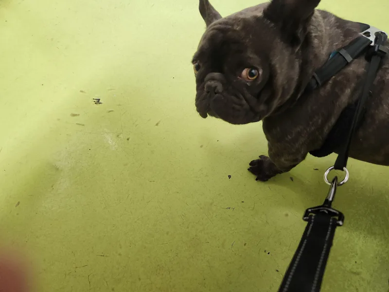 Bruno thumbnail 2
