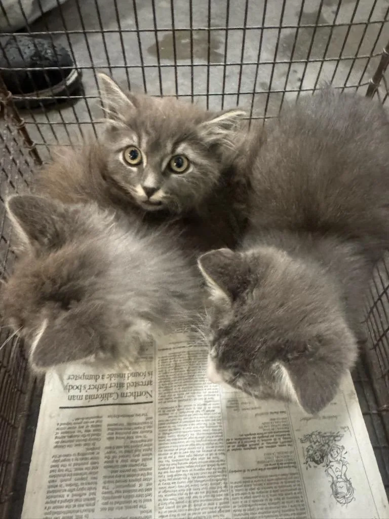 A baby small-sized male Domestic Medium Hair cat named 2 for adoption in Los Angeles, CA