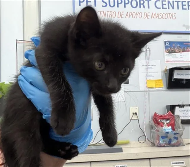A baby medium-sized female Domestic Short Hair cat named Jetson for adoption in Dallas, TX
