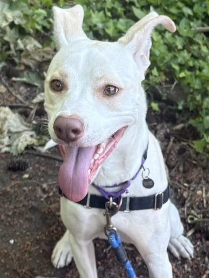 A young large-sized female Mixed Breed dog named Maple for adoption in Bellevue, WA