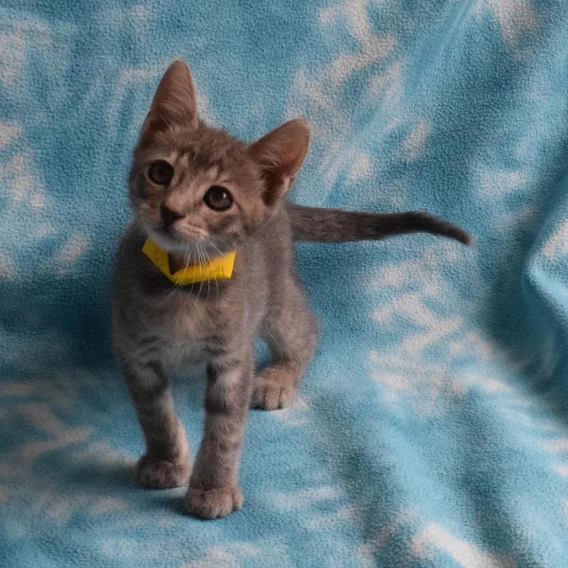 A baby small-sized male Gray / Blue / Silver Domestic Short Hair cat named Freddy for adoption in Eureka, CA