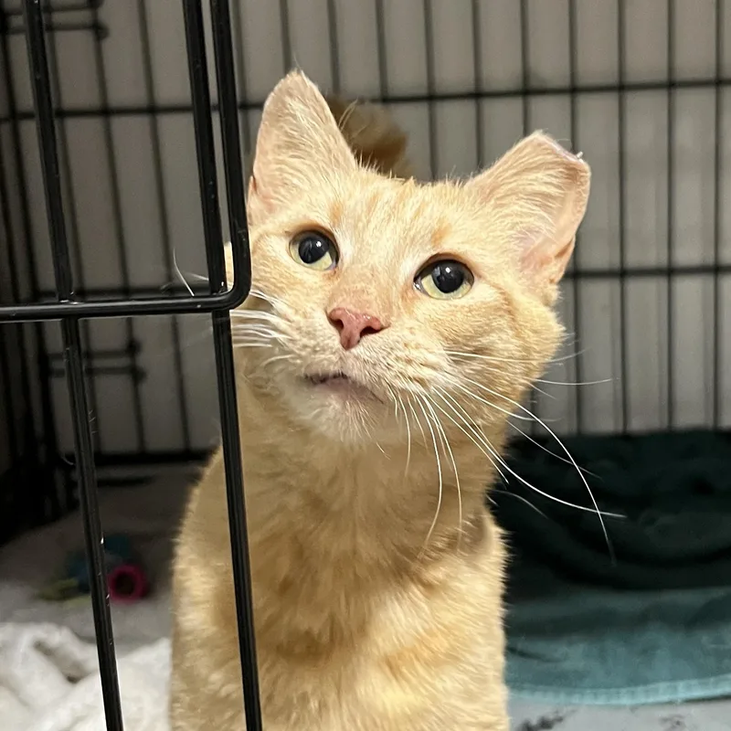 An adult small-sized female Orange & White Domestic Short Hair cat named Ginger for adoption in Brentwood, NH