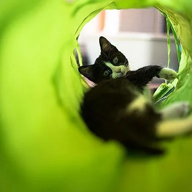 A senior small-sized female Black Domestic Short Hair cat named Regina for adoption in Kanab, UT