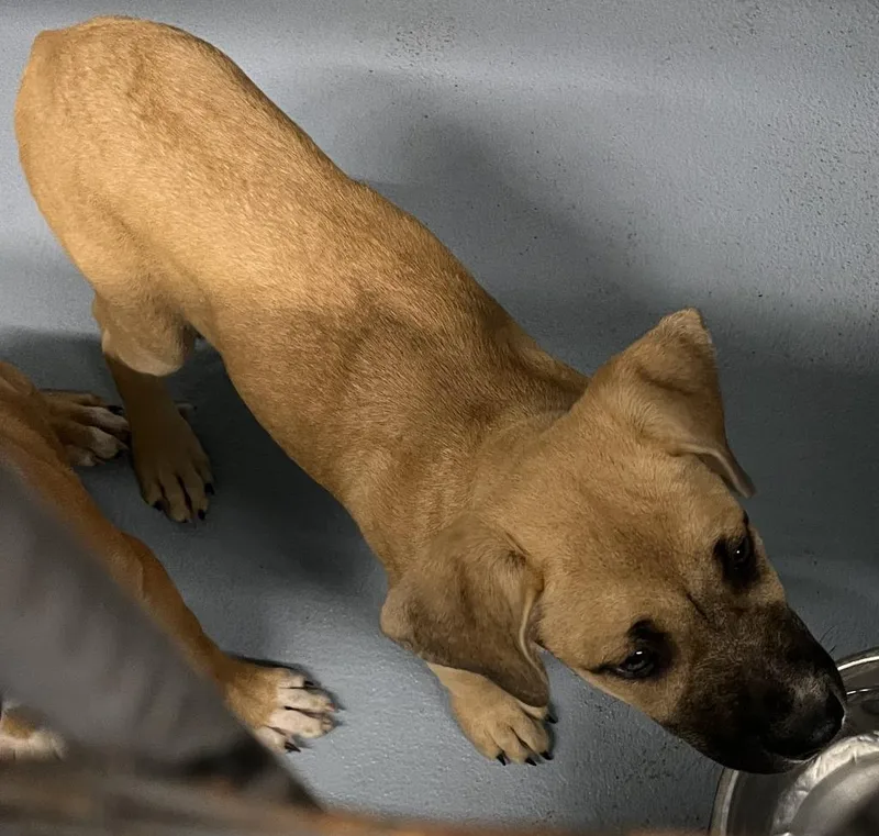 A baby small-sized female Mixed Breed dog named Nancy for adoption in Cartersville , GA