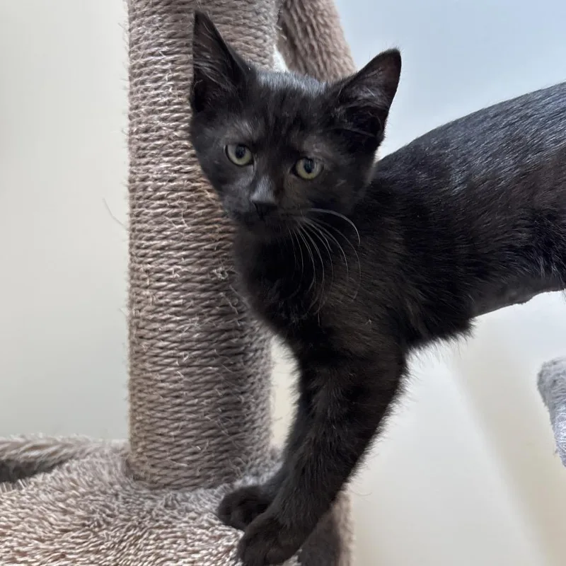 A baby small-sized female Black Domestic Short Hair cat named Finch for adoption in Naperville, IL
