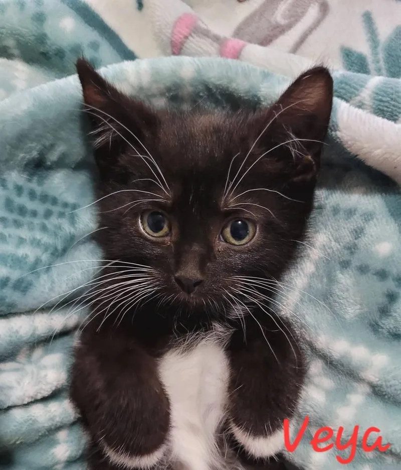 A baby small-sized female Domestic Short Hair cat named Veya for adoption in Blanchard, OK