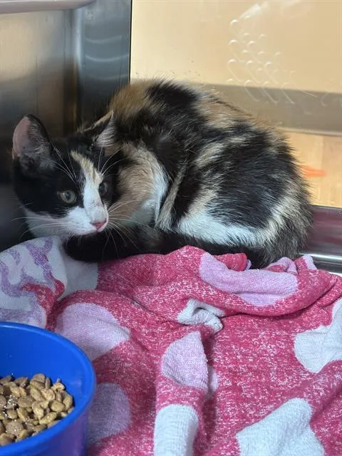 A young medium-sized female Domestic Short Hair cat named Malibu for adoption in Pearland, TX