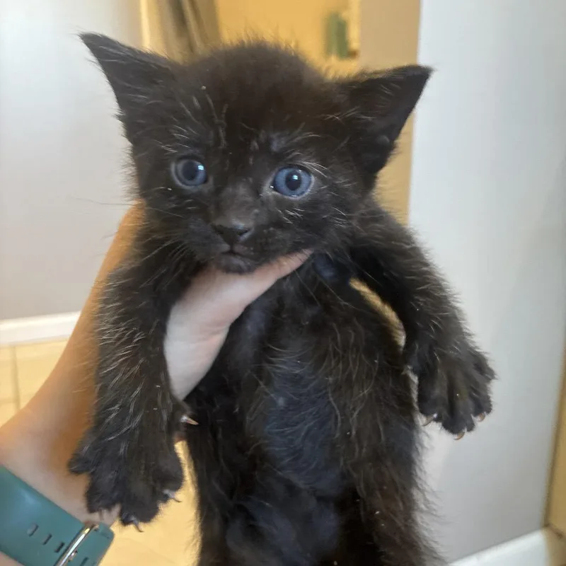 A baby small-sized male Domestic Short Hair cat named Aster for adoption in Portage, MI