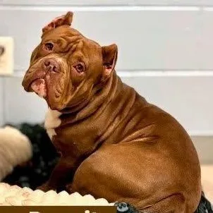 Danny Dogvito thumbnail 5