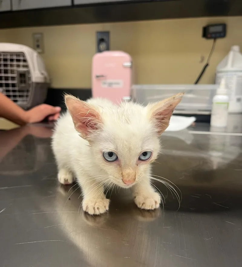 A baby medium-sized male Domestic Short Hair cat named Sol ✅ for adoption in Florence, SC