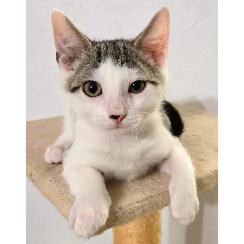 A baby small-sized male Brown / Chocolate Domestic Short Hair cat named Gleaming Carrot for adoption in Austin, TX