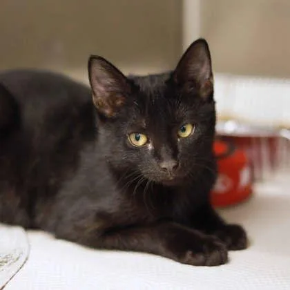 A baby small-sized male Black Domestic Short Hair cat named Kuko for adoption in Atlanta, GA