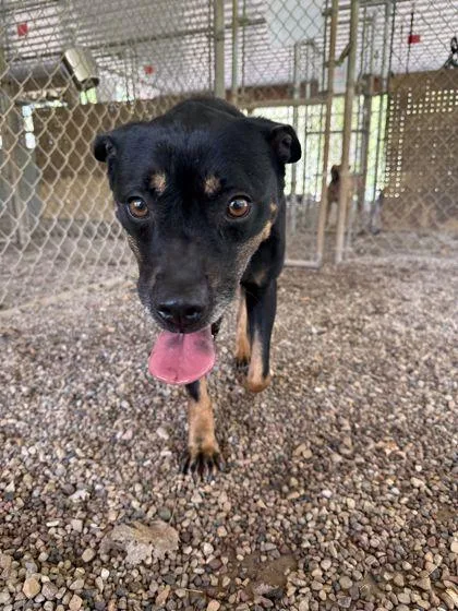 An adult medium-sized female Rottweiler dog named Layla for adoption in Shawano, WI