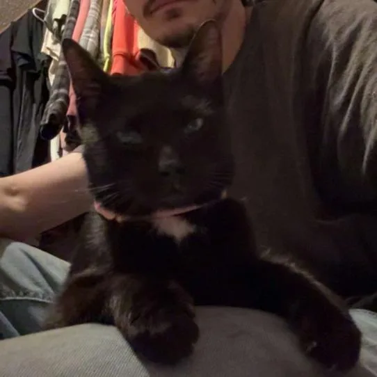 An adult medium-sized female Black Domestic Short Hair cat named Molly C for adoption in Princeton, MN