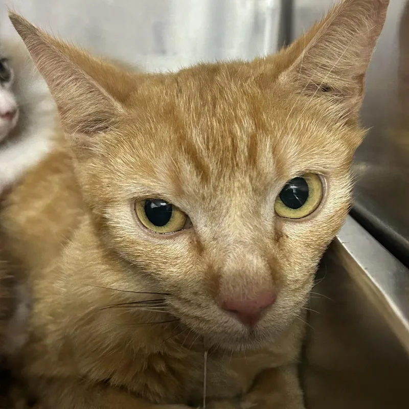 A young medium-sized female Orange / Red Domestic Short Hair cat named Ginger for adoption in Pensacola, FL