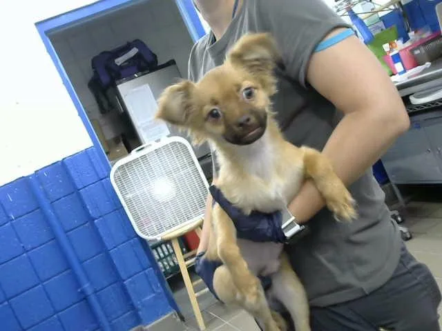 A baby small-sized male Chihuahua dog named Montavious for adoption in Albuquerque, NM