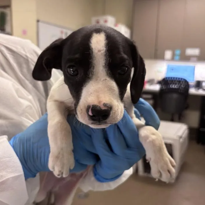 A baby small-sized male Black Mixed Breed dog named Fruit Cocktail for adoption in Asheville, NC