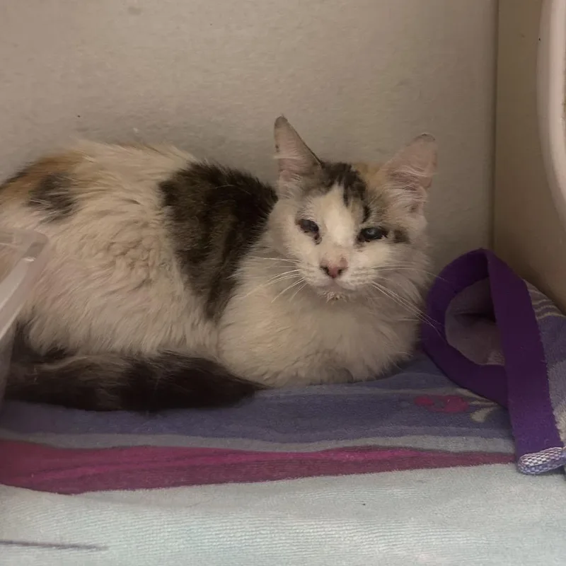 An adult small-sized female Gray / Blue / Silver Domestic Short Hair cat named Chestnut for adoption in Yuma, AZ