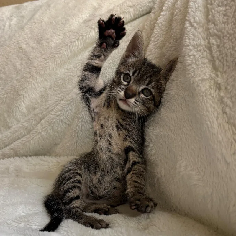 A baby small-sized male Domestic Short Hair cat named Woody for adoption in San Diego, CA