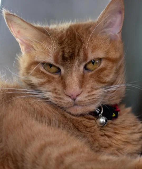 An adult medium-sized female Domestic Short Hair cat named Bailey Girl for adoption in Boston, MA