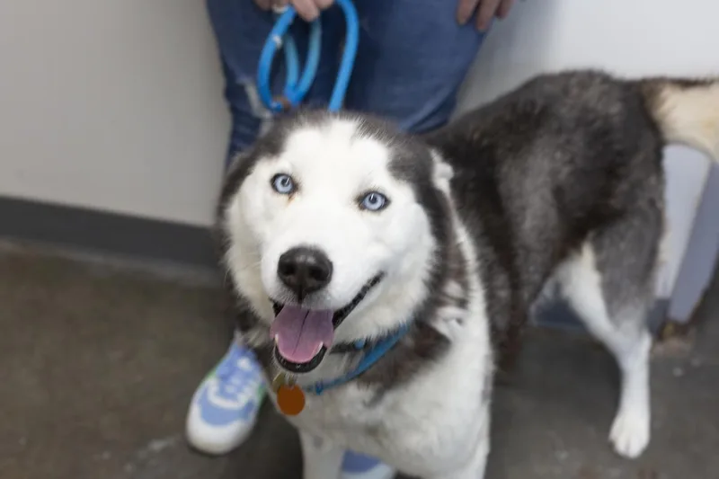 An adult large-sized male Husky dog named Max for adoption in Mountain Home, AR