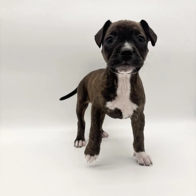 A baby medium-sized female Black Mixed Breed dog named Tala for adoption in Plainfield, IL