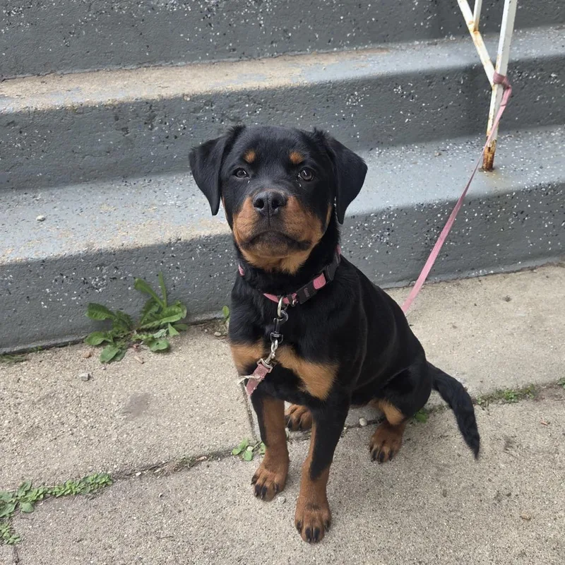 A young medium-sized female Black Rottweiler dog named Summer for adoption in Matteson, IL