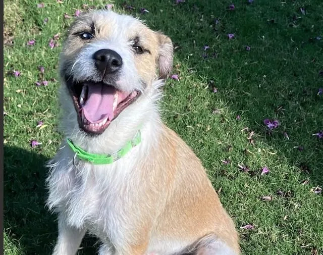 A young medium-sized female Terrier dog named Damballa for adoption in Tucson, AZ