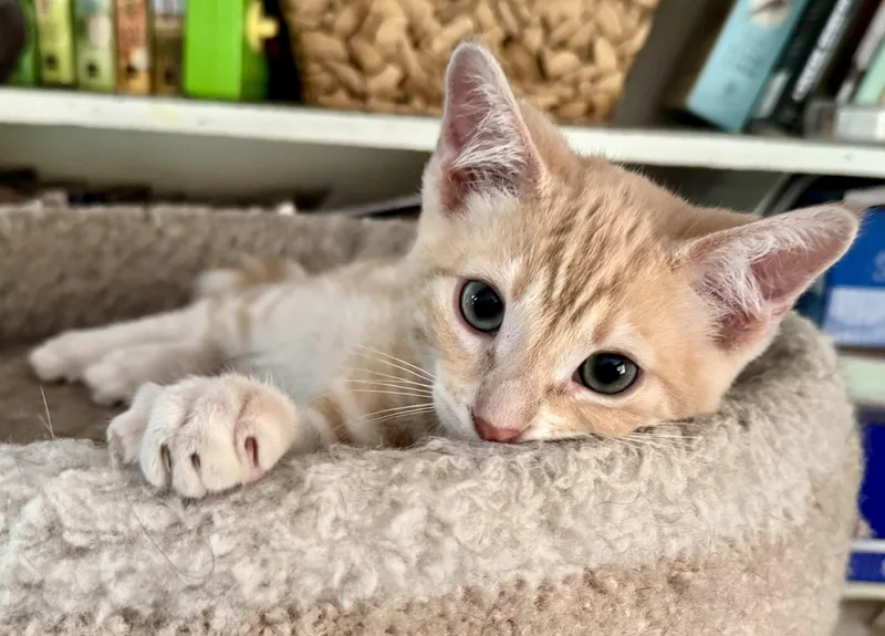 A baby medium-sized male Orange / Red Tabby cat named Radley for adoption in Lancaster, CA