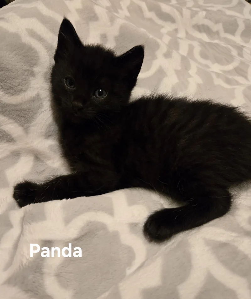 A baby small-sized female Domestic Short Hair cat named Panda for adoption in Bethel Park, PA