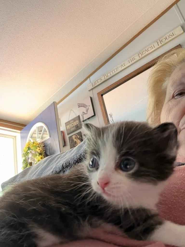 A baby medium-sized male Domestic Short Hair cat named Peekaboo for adoption in Pomona, NY