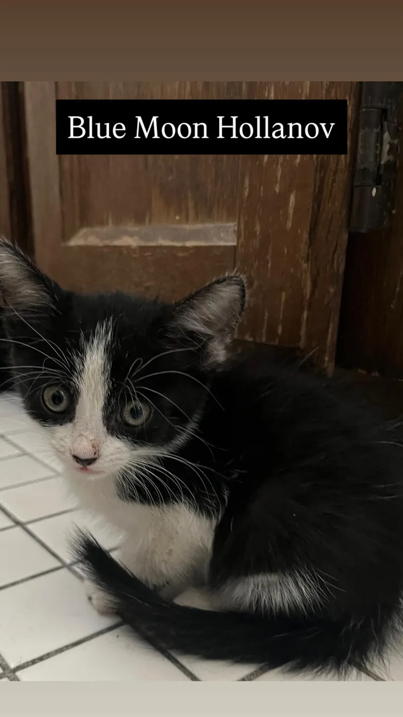 A baby small-sized male Black Domestic Short Hair cat named Blue Moon Hollanov for adoption in Chandler, AZ